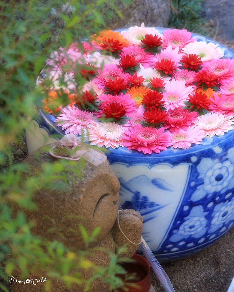 おもてなし 長建寺の11月の花手水（松山市）@shinon_world