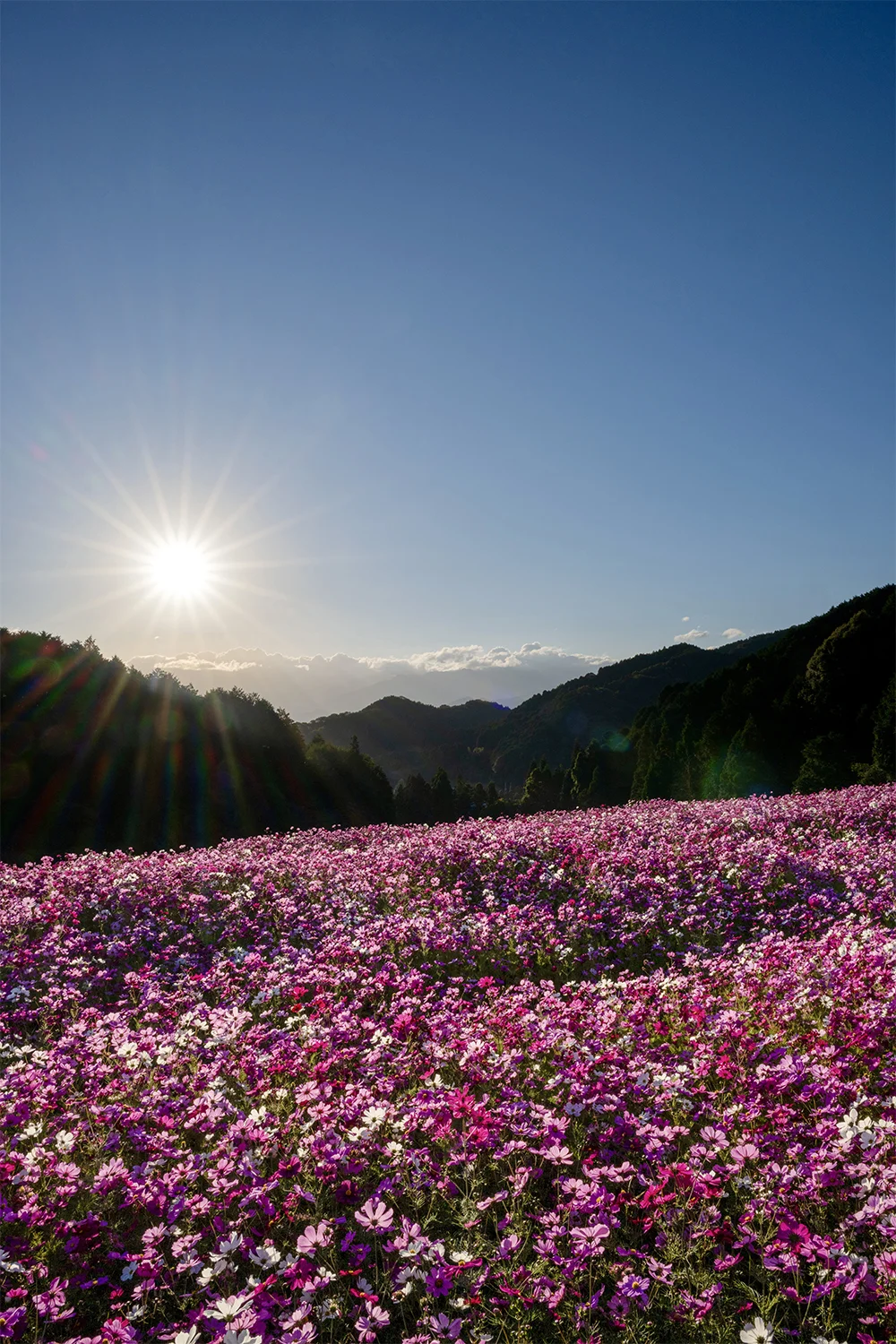 @champerson4 天川秋桜の朝（西条市）