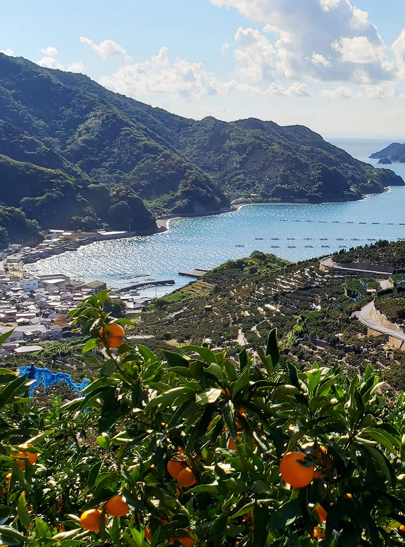 八幡浜市穴井