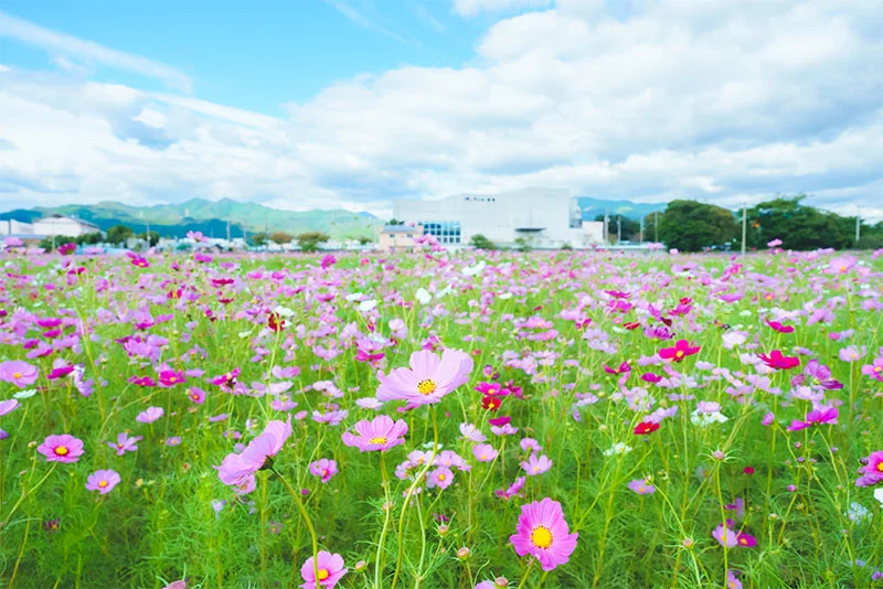 コスモスの花が一面に広がります