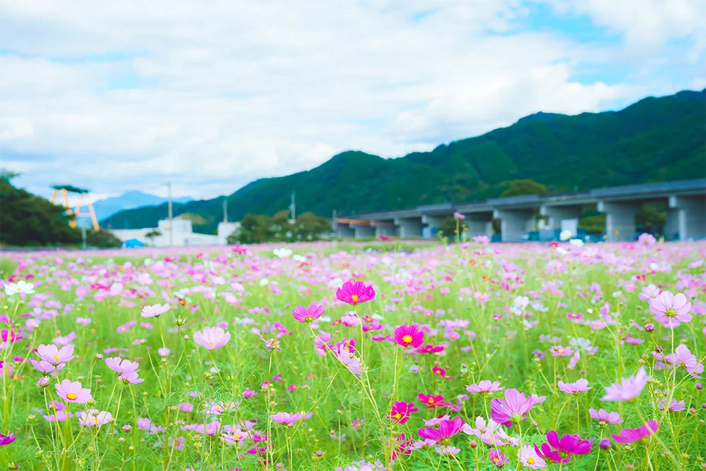 コスモスの花が一面に広がります
