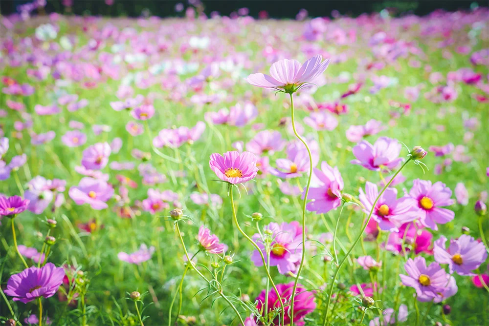 コスモスの花のアップ