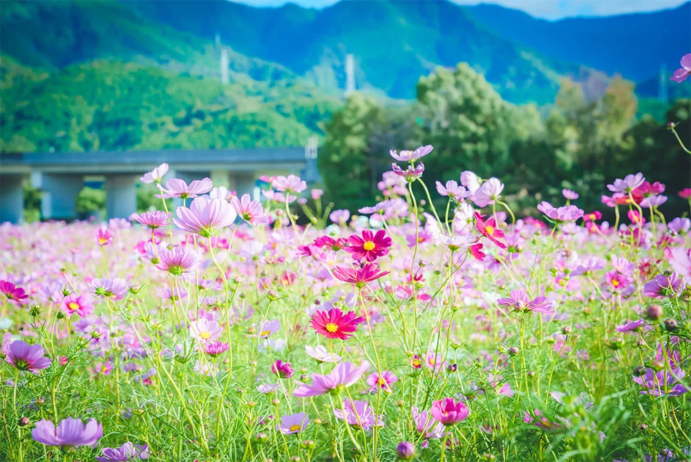 コスモスの花畑はレスパスシティからすぐの場所