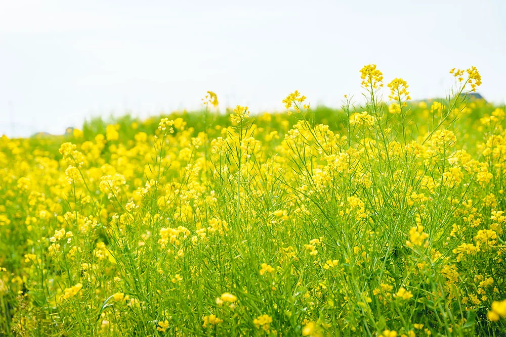 菜の花畑