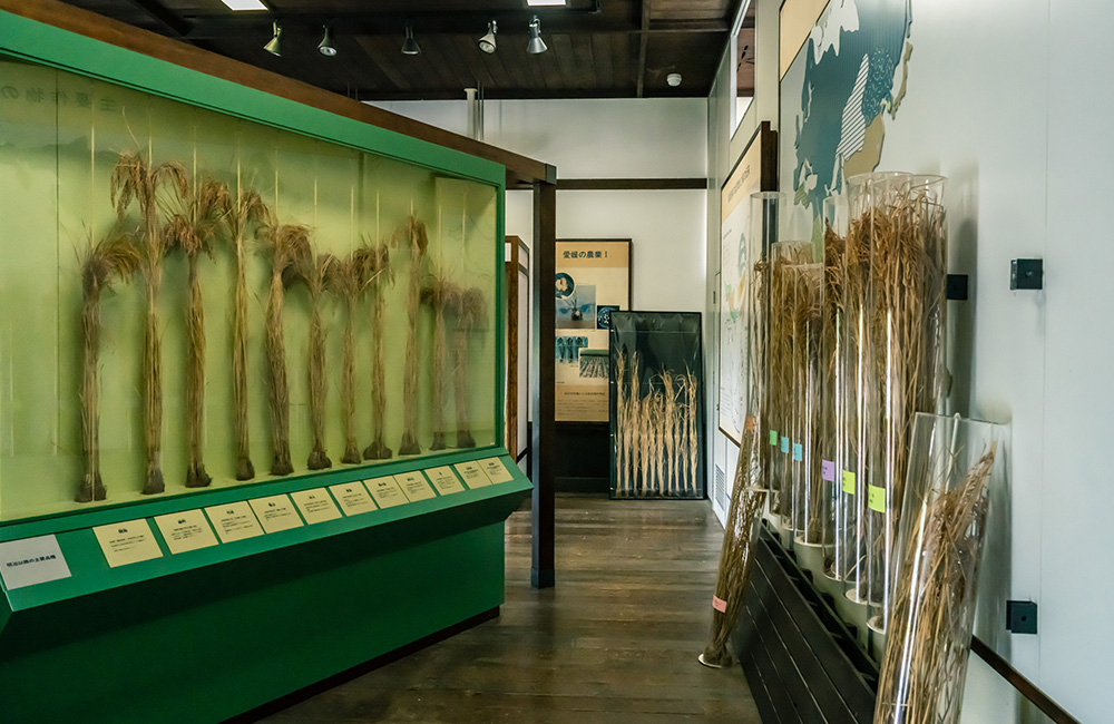 稲の展示