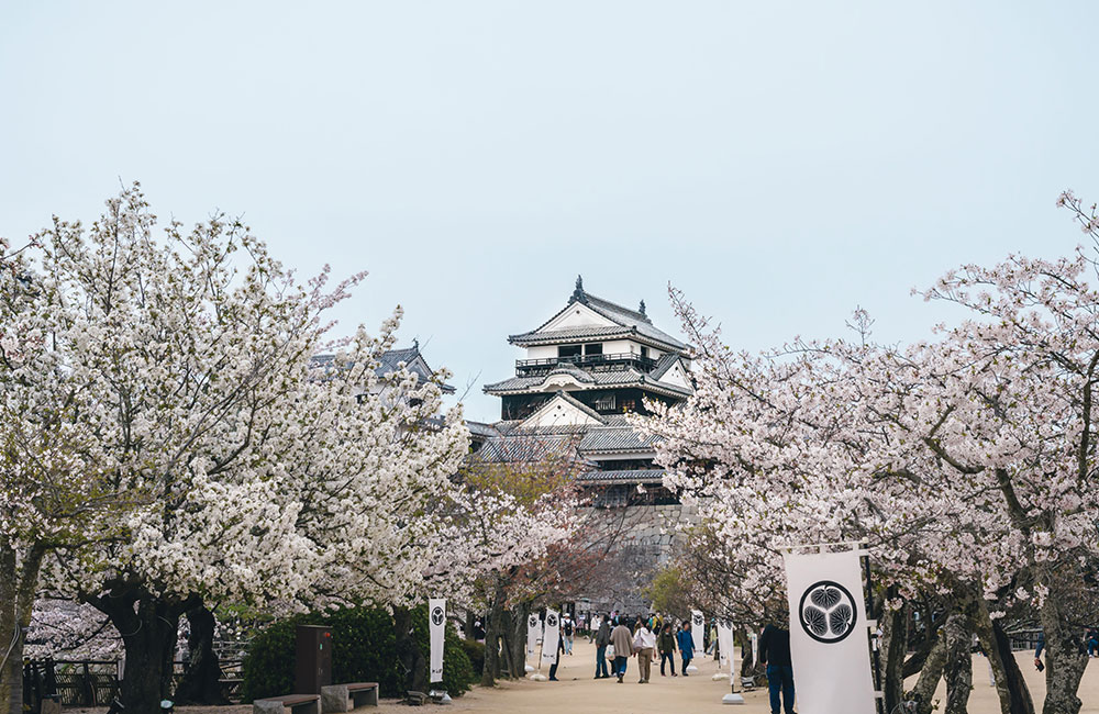 広い敷地にはおよそ200本もの桜の木があります