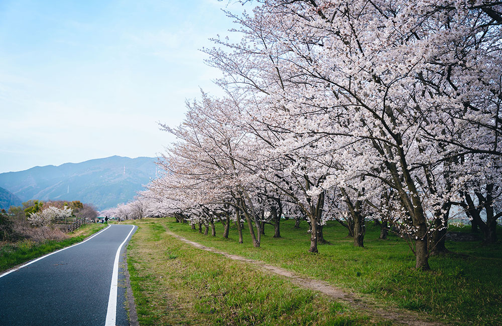 松山市の隣に位置する東温市、重信川(しげのぶかわ)の河川敷に広がる桜並木