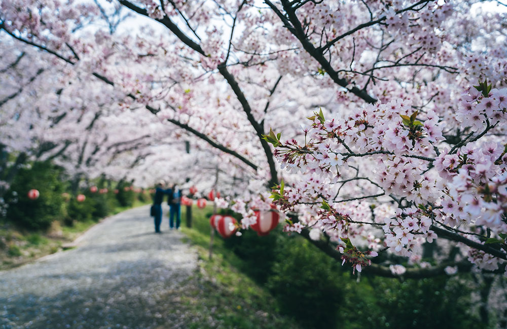園内は至るところに桜が咲いています