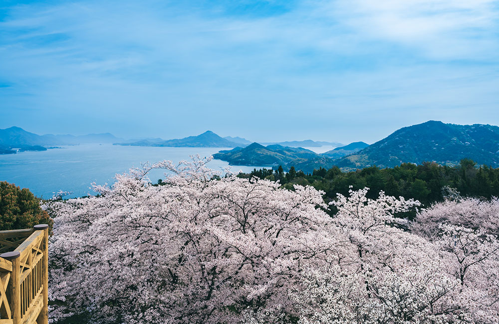 展望台の眼下には一面の桜としまなみ海道