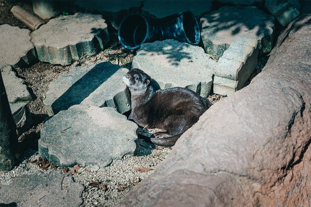 リトルワールドのカワウソ